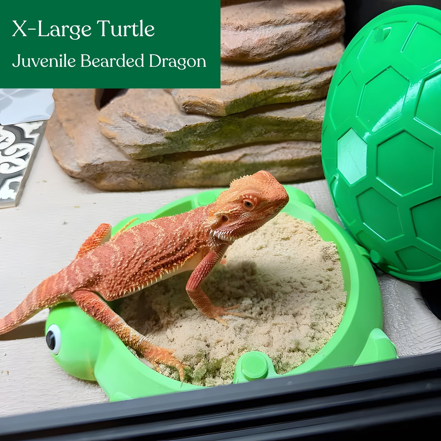 Turtle Sandbox
