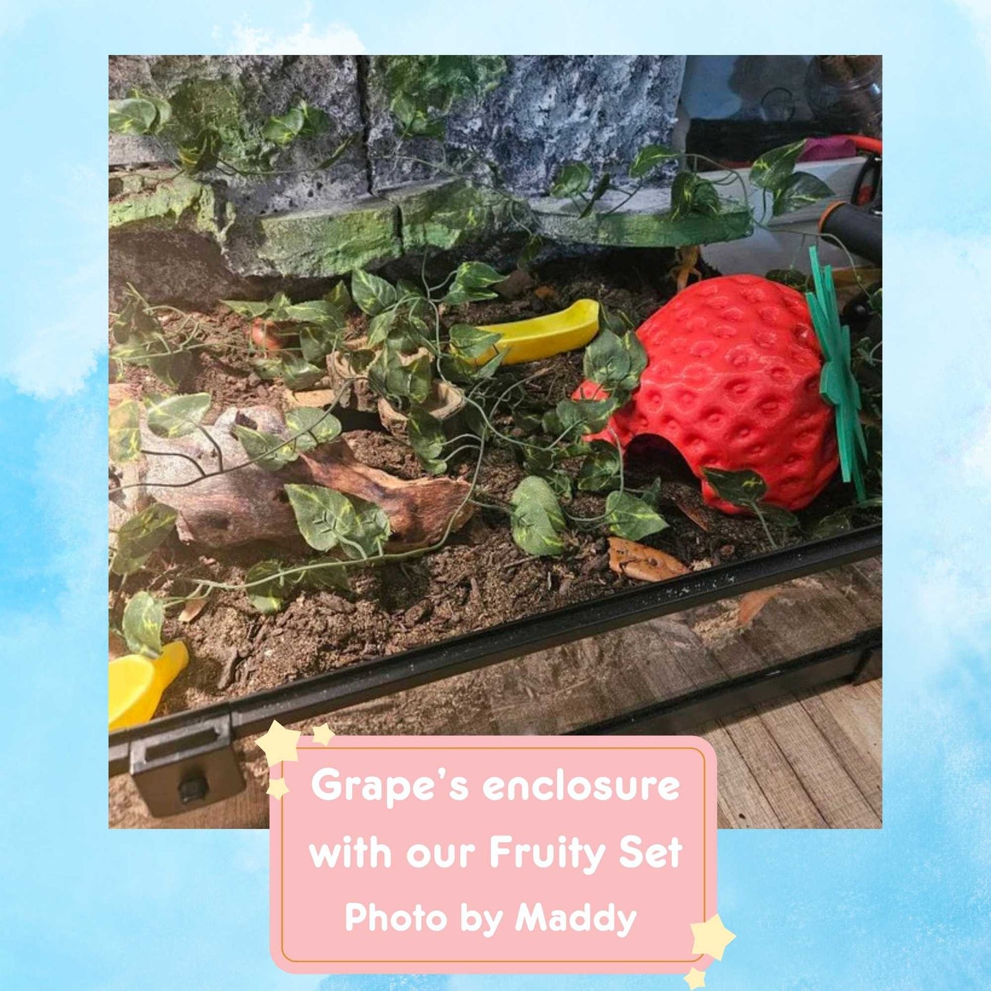 Strawberry Hide