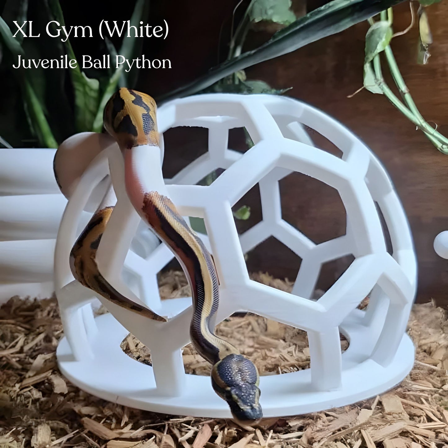 Hex Jungle Gym