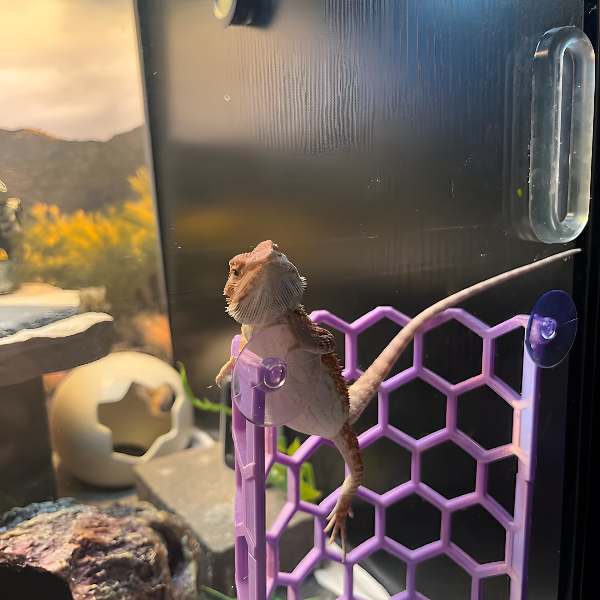 What a distinguished lil dude