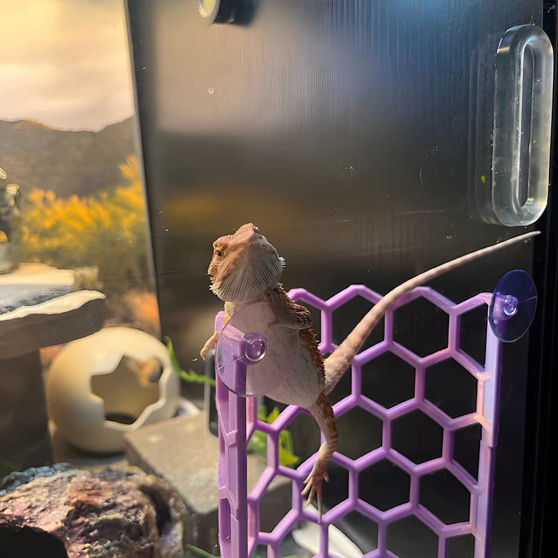 What a distinguished lil dude