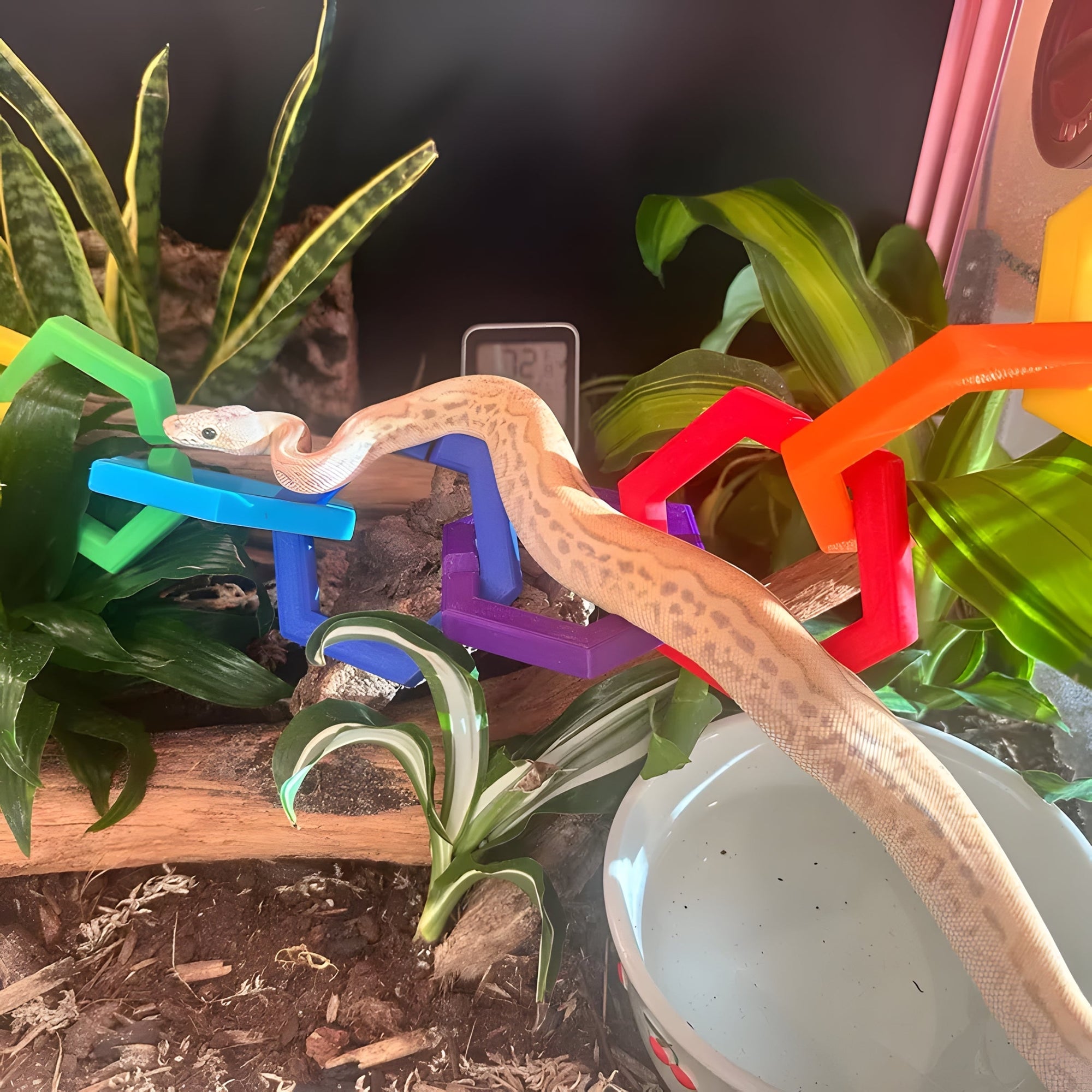 Rainbow Mindset