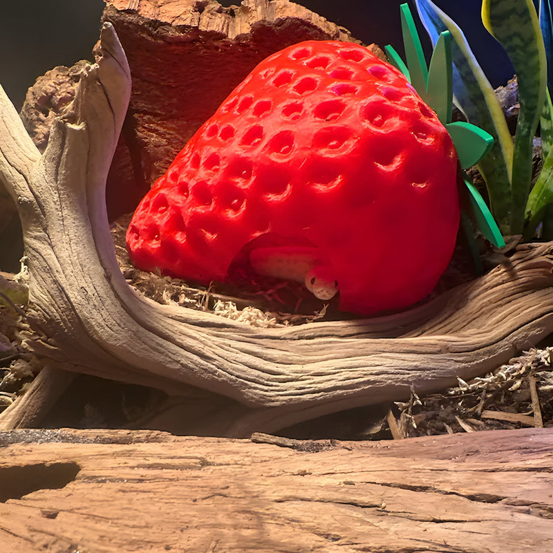 Snakey and The Giant Strawberry
