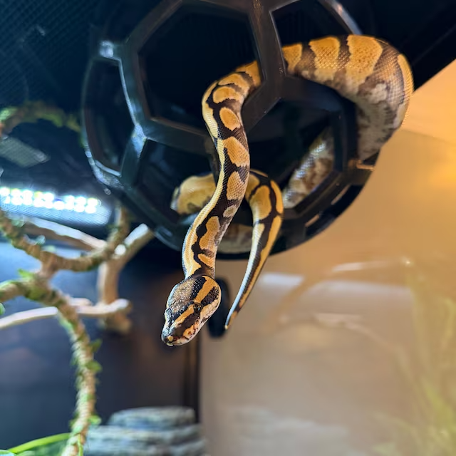 Just hanging out