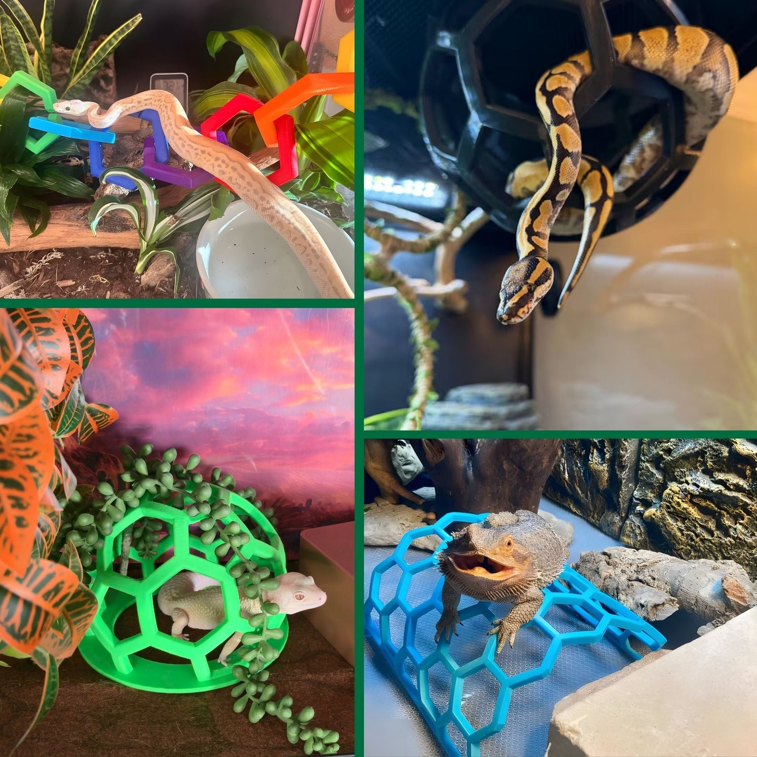 Reptile Climbing Enrichment