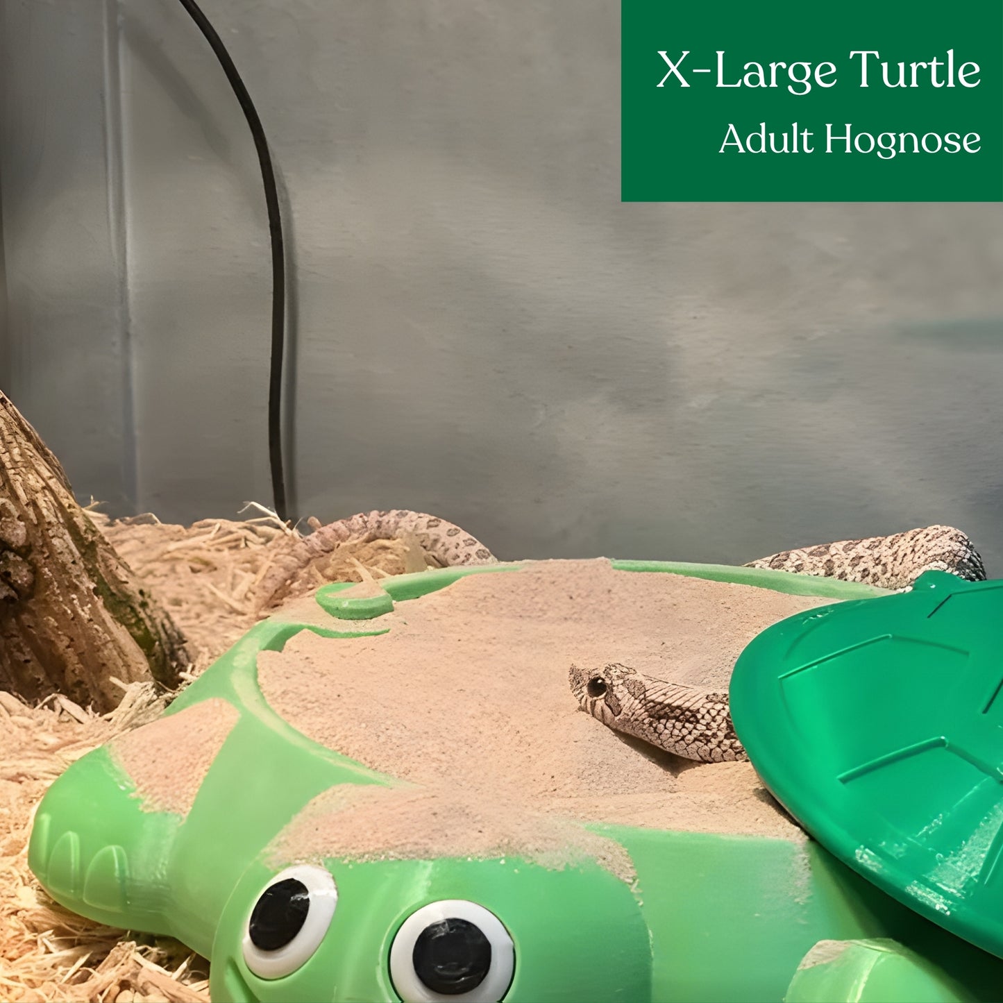 Turtle Sandbox