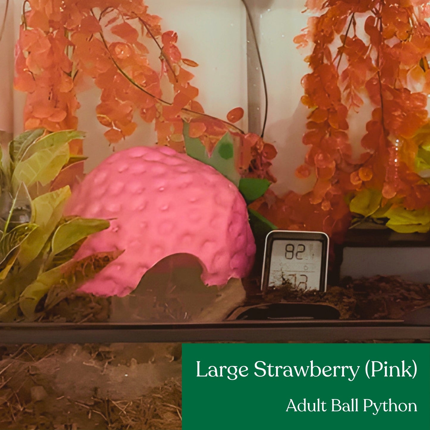 Strawberry Hide
