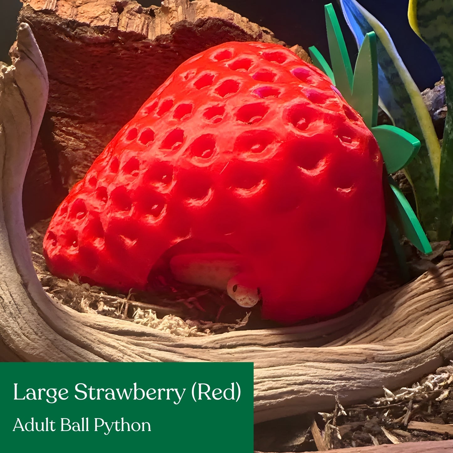 Strawberry Hide