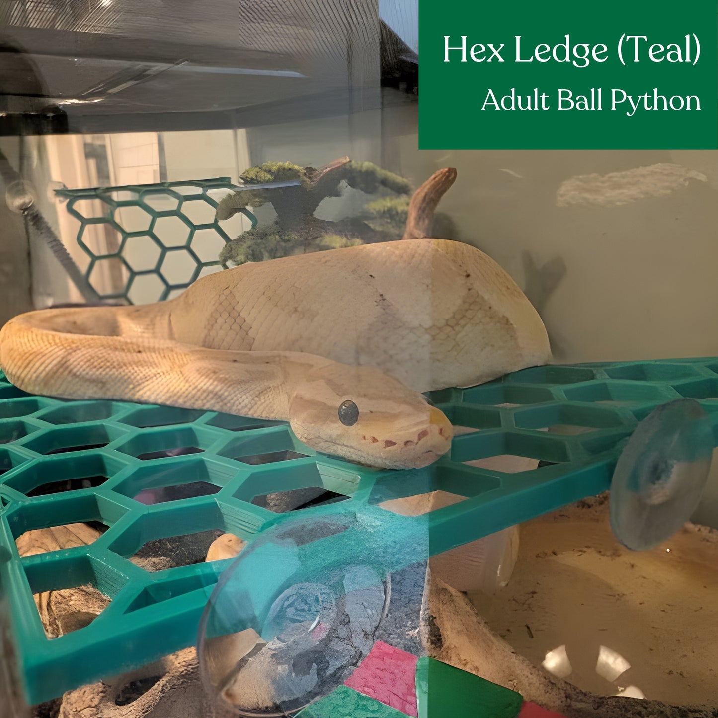 Hex Ledge – Corner Climbing Platform