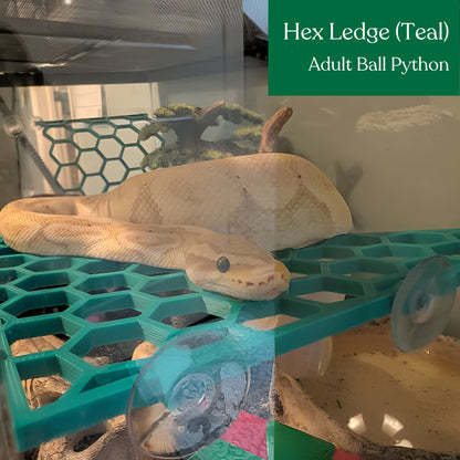 Hex Ledge – Corner Climbing Platform