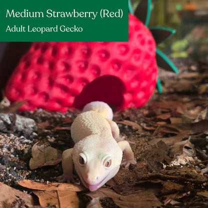 Strawberry Hide