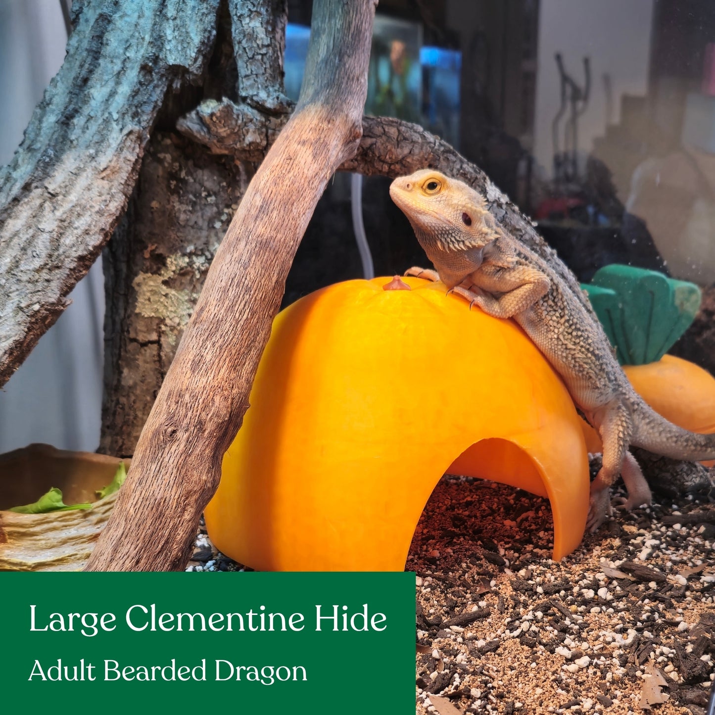Clementine hide