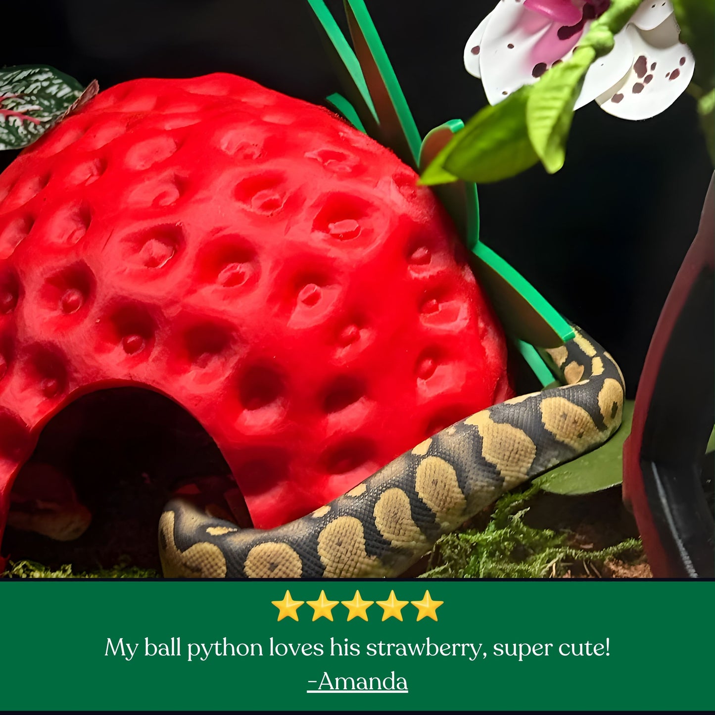 Strawberry Hide