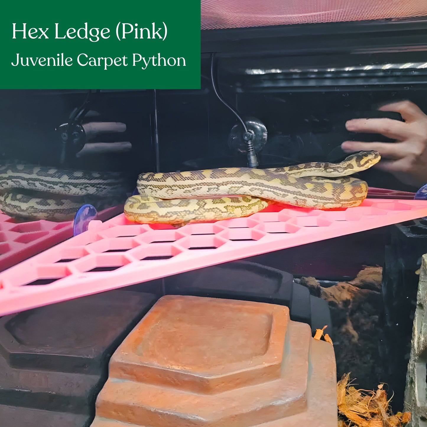 Hex Ledge – Corner Climbing Platform