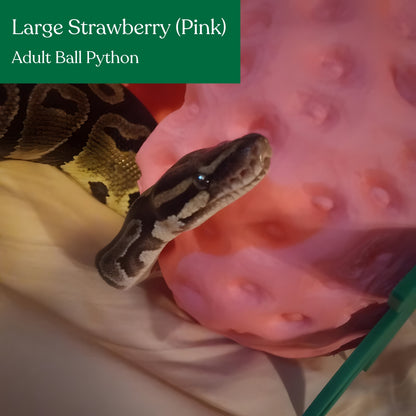 Strawberry Hide