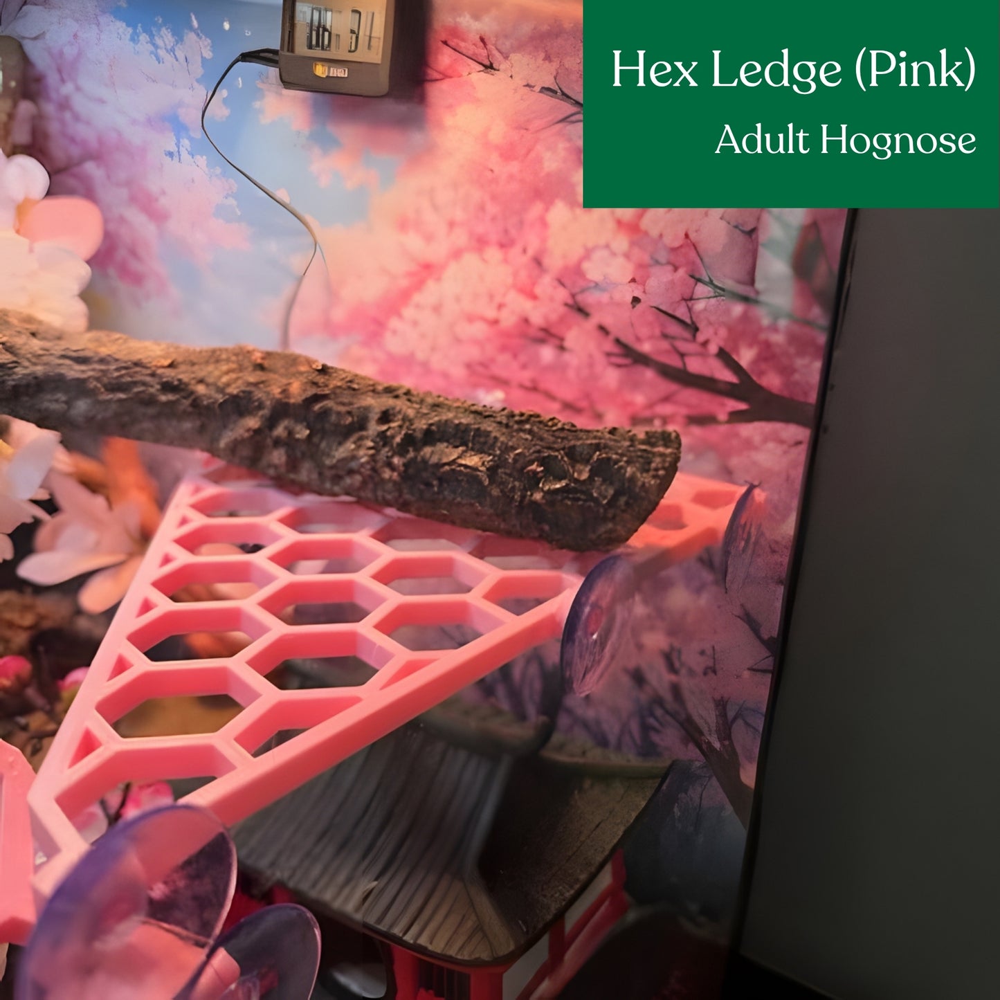 Hex Ledge – Corner Climbing Platform
