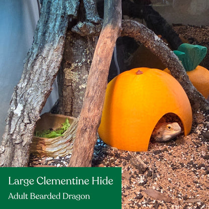 Clementine hide