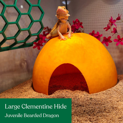 Clementine hide