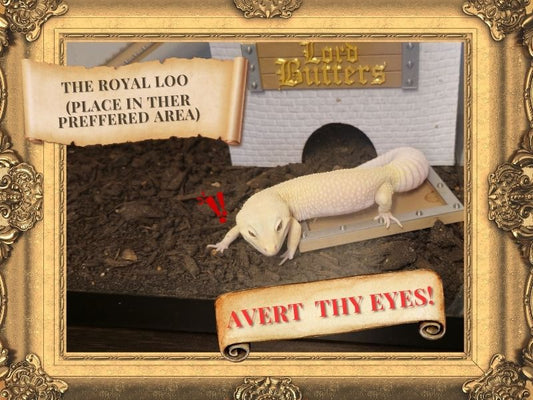 Medieval Litterbox