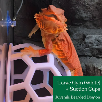Hex Jungle Gym