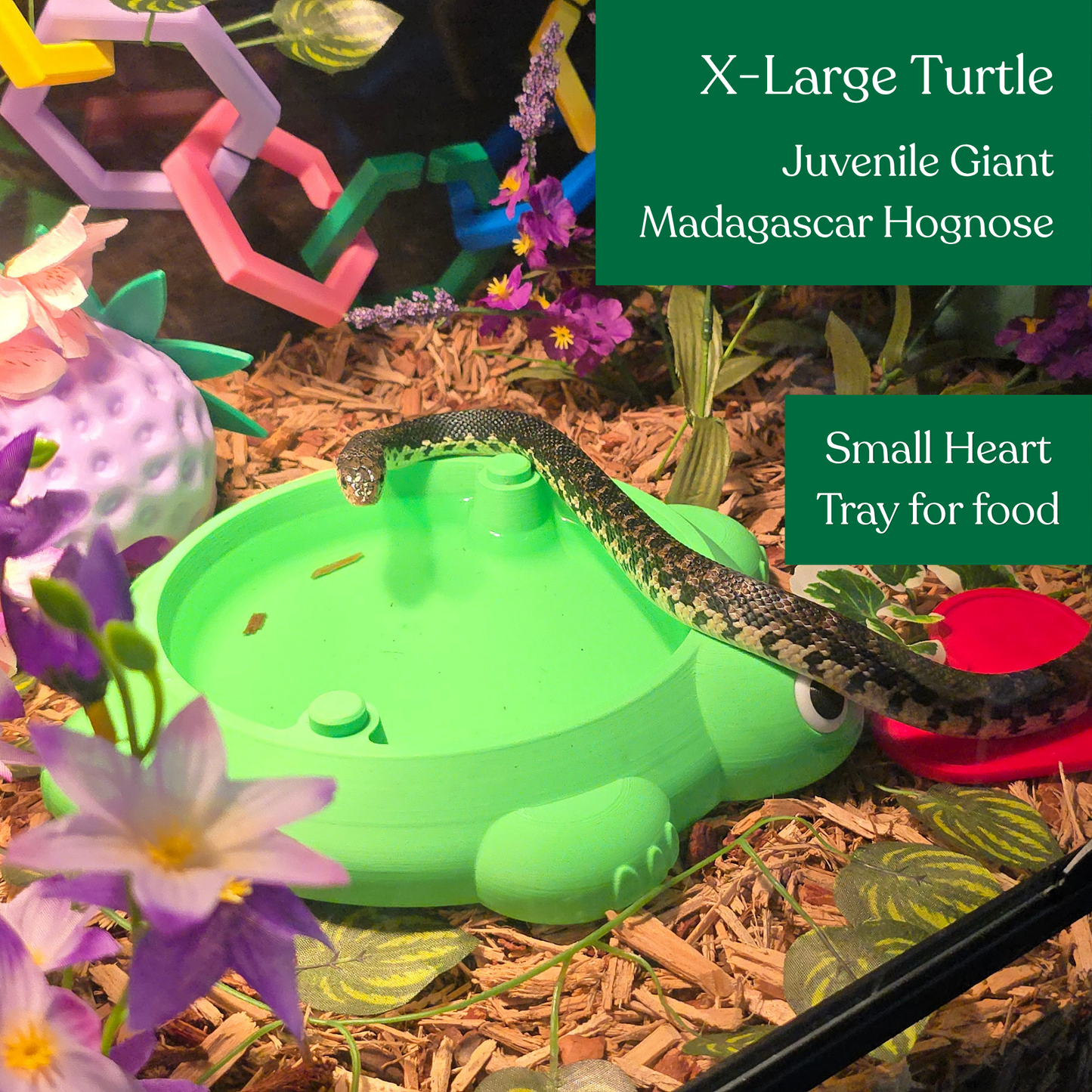 Turtle Sandbox
