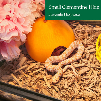 Clementine hide