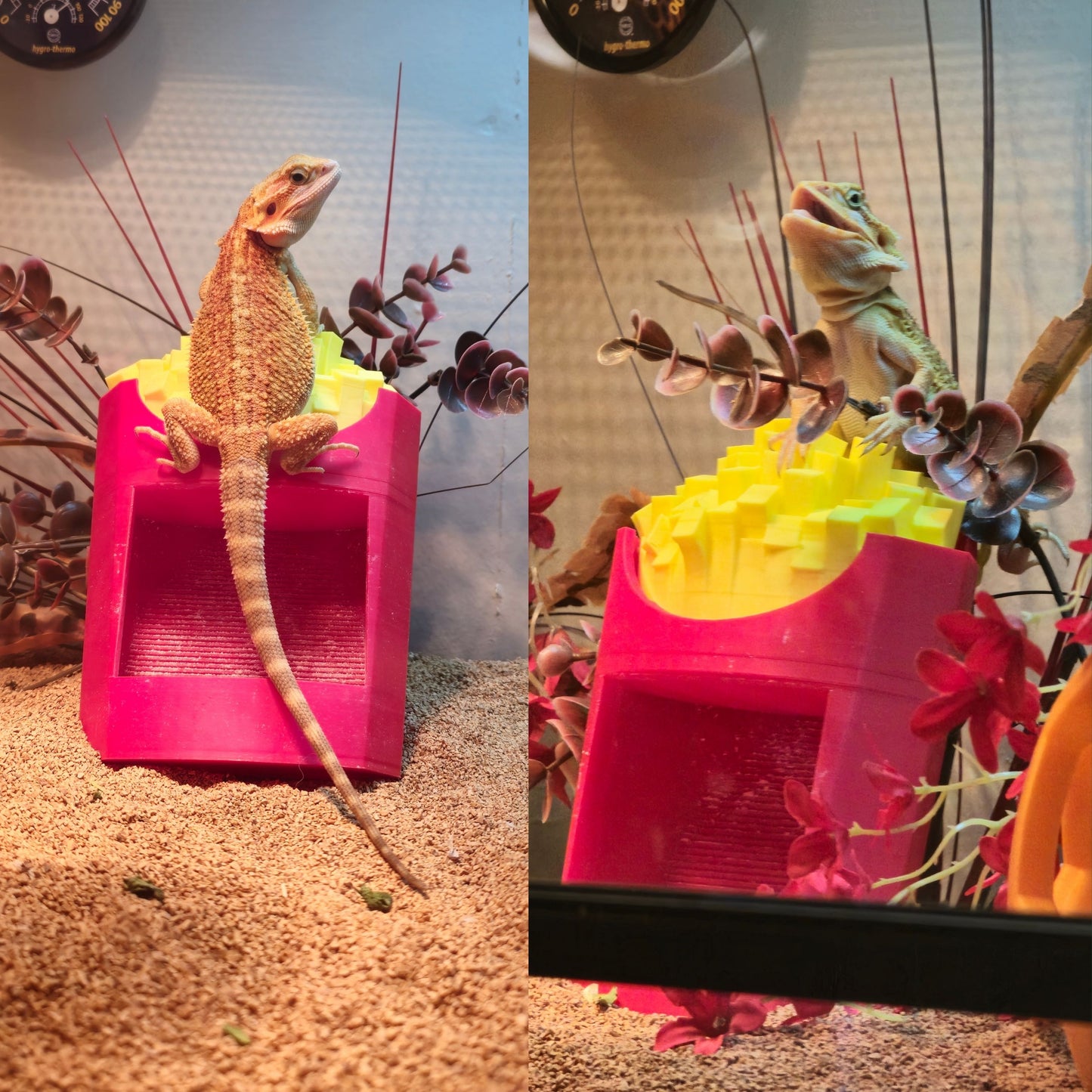 Fry Feeder & Calcium Duster!