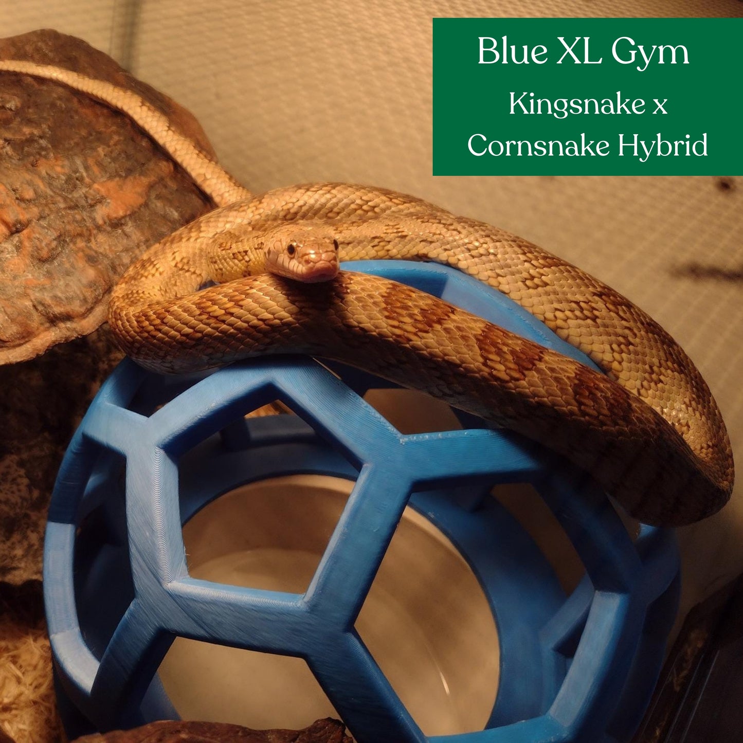 Snake Gym