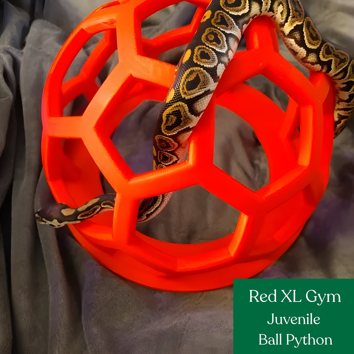 Snake Gym
