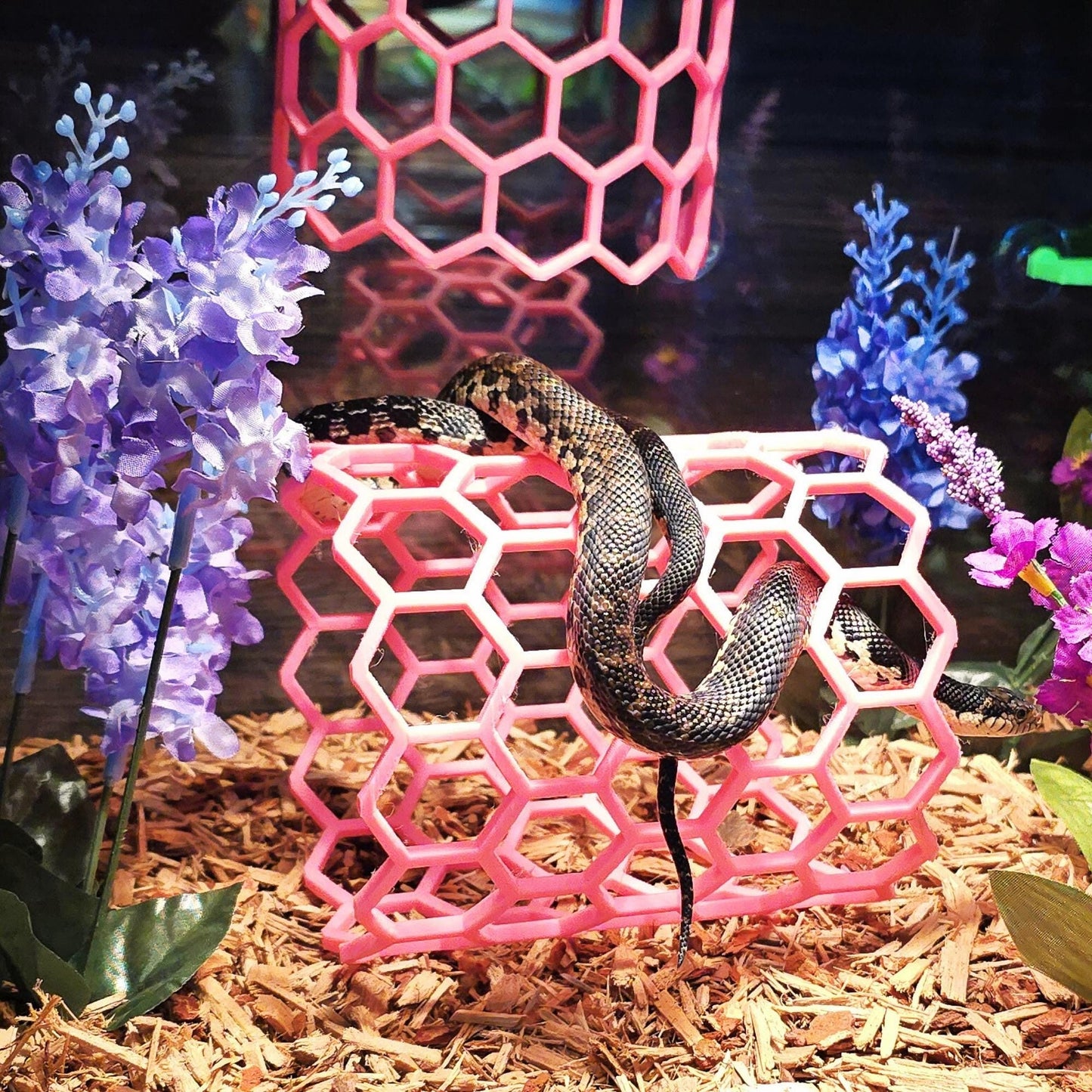 Snake climbing on a Full Hex Log reptile enrichment accessory