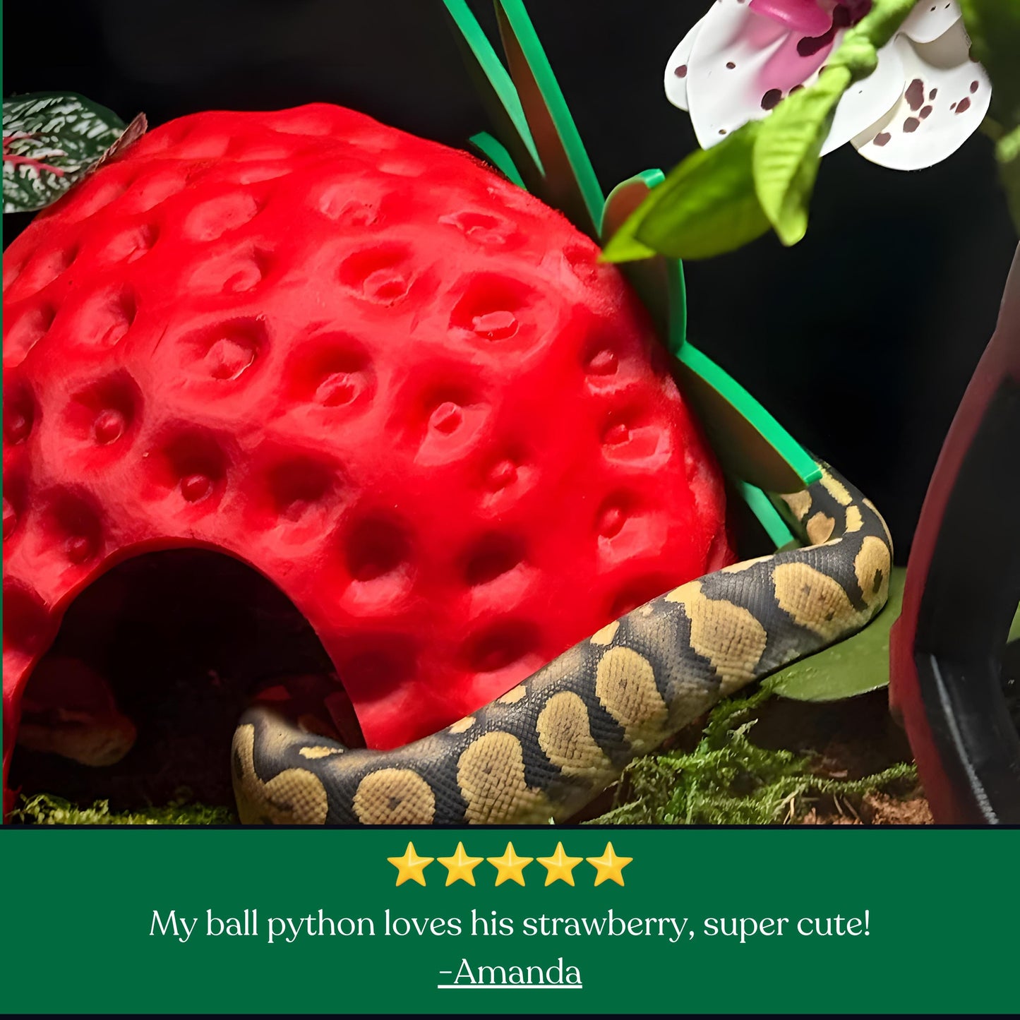 Customer review for reptile enrichment products